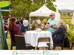 Festival Mar de Tethys 2026 - Bodega Vetas